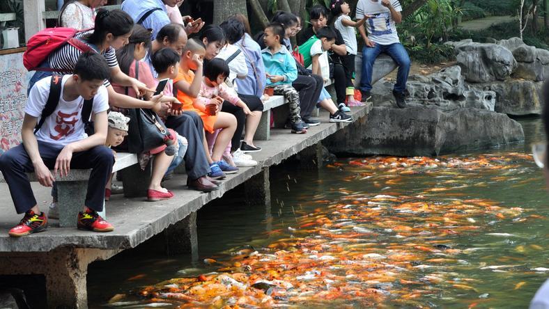 年产值6亿元:南阳的锦鲤养殖业,太富了